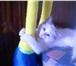Котик породы Ragdoll - тряпичная кукла 2081925 Рэгдолл фото в Екатеринбурге