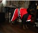 Foto в Домашние животные Одежда для собак Изготавливаю по индивидуальным размерам. в Москве 400