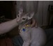 Фото в Домашние животные Вязка донской сфинкс,мальчик 1 год,привит,родословная в Владимире 2 500