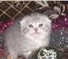Котята кошечки и котики 1735248 Скоттиш фолд фото в Барнауле