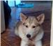 Фотография в Домашние животные Вязка собак Для суки метис Хаски (лайка с Хаски) требуется в Великом Новгороде 100