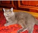 Фотография в Домашние животные Услуги для животных Предлагаю для вязки британского кота голубого в Костроме 2 000