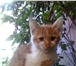 Фото в Домашние животные Отдам даром Маленький рыжий котенок ищет дом. Там где в Рязани 0