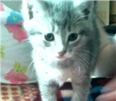 Отдаю очеровательных котят кошечек в дар 1084464 Австралийская тиффани фото в Саранске