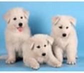 Фотография в Домашние животные Приму в дар Возьму в добрые руки щенка породы белой швейцарской в Балашов 0