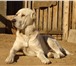 Фотография в Домашние животные Вязка собак Предлагается для вязки кобель САО Родословная в Улан-Удэ 0