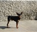 Фотография в Домашние животные Вязка собак Предлагаются для вязок 2 кобеля той терьера,черно-подпалого в Омске 500
