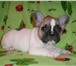 Продаю щенков французского бульдога бело-палевого окраса,  Рождены 21 ноября 2010 года, Родословная Р 65172  фото в Москве