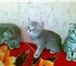 Продам котят британчиков, 2 мес, , окрас-голубой мрамор, От родителей с документами, К туалету приуч 69728  фото в Челябинске