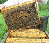 Foto в Домашние животные Разное пчелопакеты на четырёх рамках,отводки, семьи, в Брянске 3 000