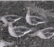 Фотография в Хобби и увлечения Охота Фотореалистичные   цветные профиля гусей в Владивостоке 2 000