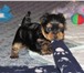 Фотография в Домашние животные Вязка собак Мальчик мини-йорк с мордочкой беби-фейс приглашает в Таганроге 0
