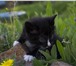 Фото в Домашние животные Отдам даром я котёнок, хвост пушистыйя умею бегать быстроя в Улан-Удэ 0