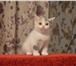 Шикарные британские и шотландские вислоухие котята 226561  фото в Костроме