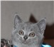 Шотландские котята 338769 Скоттиш страйт фото в Череповецке