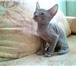 Продам кота, пароды Донской сфинкс, возраст - 3 месяца, родился 28 ноября 2010 году , окрас - с 69763  фото в Челябинске