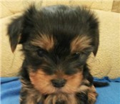 Очарововательные мальчишки 1713622 Йоркширский терьер фото в Краснодаре
