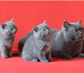 Британские котята, котики 2381122 Британская короткошерстная фото в Магнитогорске