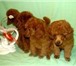Продаются щенки красного той и миниатюрного пуделя от титулованных производителей с отличной родо 66448  фото в Москве