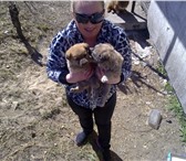 Отдам щенков в хорошие руки-мальчик и девочка,  даром 168410  фото в Улан-Удэ