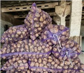 Foto в Прочее,  разное Разное Продаем с/х продукцию для производства замороженных в Москве 28