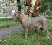 Продаются щенки Мастино Наполитано от титулованных производителей, выездная вязка, родословная РК 66461  фото в Прокопьевске
