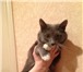 Фотография в Домашние животные Потерянные Найдена миниатюрная  кошка. Молоденькая. в Кирове 0
