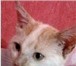 Фотография в Домашние животные Отдам даром Котёнок 5-6 месяцев с необычной судьбой ищет в Старом Осколе 0