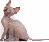 Продаются котята Канадского сфинкса, очаровательные складчатые, ушастые, горячие малыши, Разли 68941  фото в Сочи