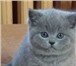 Продаю котенка британской породы, 4989203 Британская короткошерстная фото в Москве