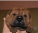Продам замечательного щенка шар-пея, красавец-мальчик, Цвет: абрикосовый, Дата рождения 4 ноября 2 66064  фото в Новосибирске