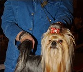 Щенки йоркширского терьера 2653990 Йоркширский терьер фото в Екатеринбурге