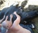 Фото в Домашние животные Другие животные Продаю племенного быка породы Черно-пестрая, в Барнауле 70 000