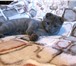 Шотландский вислоухий котенок,  мальчик 1654457 Скоттиш фолд короткошерстная фото в Зеленоград