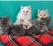Питомник Divine Beauty предлагает высокопородных котят селкирк-рекс (кошка–овечка) немецких и амери 69030  фото в Тюмени