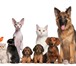 Изображение в Домашние животные Услуги для животных Все виды ветеринарных услуг.Доступные цены в Москве 350