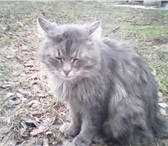 Фотография в Домашние животные Отдам даром отдам кота кот очень добрый кто то выкинул в Екатеринбурге 10