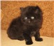 Продаю персидских и экзотических плюшевых котят, котик - черного окраса, кошечки - черепаховая и 69433  фото в Москве