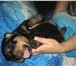 Продается щенок ротвейлера (кобель) 1, 5 месяца, Очень красивый щенок, обращайтесь не пожалеете 65615  фото в Челябинске
