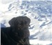 Foto в Домашние животные Вязка собак мальчик 1г.8 мес. черный.с хорошей родословной.привитый. в Челябинске 0