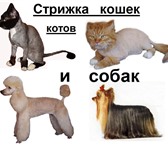 Фотография в Домашние животные Услуги для животных Стрижка кошек, котов и собак на дому у клиента в Москве 1 500