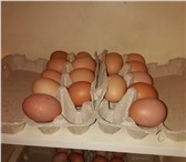 Изображение в Домашние животные Другие животные Реализуем куриные инкубационные яйца яичного в Перми 20