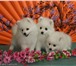 Питомник “Юниверс Фантазм” предлагает щенков японского шпица,    Для выставок, разведения, для душ 66287  фото в Москве