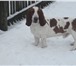 Изображение в Домашние животные Вязка собак ищем девочку бассет хаунда для вязки. в Саранске 200