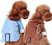 Изображение в Домашние животные Товары для животных Модная брендовая одежда и обувь для собак в Москве 600