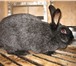 Изображение в Домашние животные Грызуны Кролиководческое хозяйство « Землевед» продает в Ярославле 0