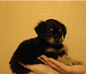 Миленькие щенята от маленькой собачки, Гладкошерстные, черный шелк с красивым симметричным окрасом 65046  фото в Казани