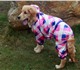 Свежее изображение Товары для животных Распродажа одежды для собак от URBAN-DOGS 3190678 в Москве Фото в Домашние животные Товары для животных .Мы производим одежду для собак мелких, средних в Москве 380