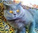 Foto в Домашние животные Вязка Приходите с кошечкой на вязку с нашим котом в Москве 2 000