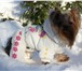 Foto в Домашние животные Одежда для собак Практичный и теплый комбинезон на холодную в Москве 750